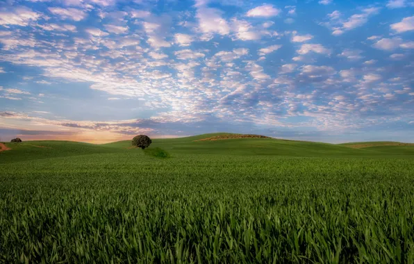Picture field, trees, morning