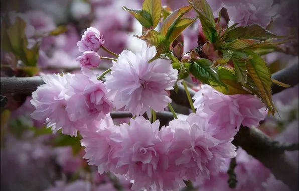 Picture leaves, flowers, branches, background, Sakura, pink