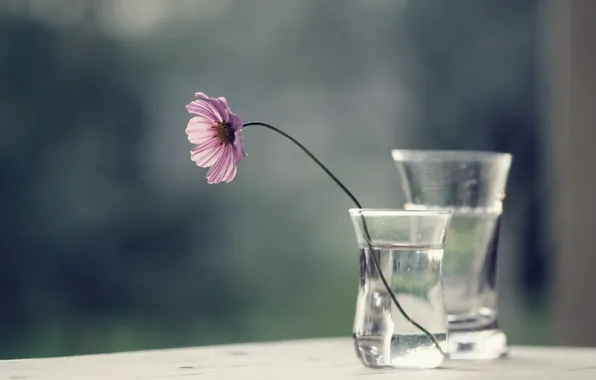 Flowers, nature, spring