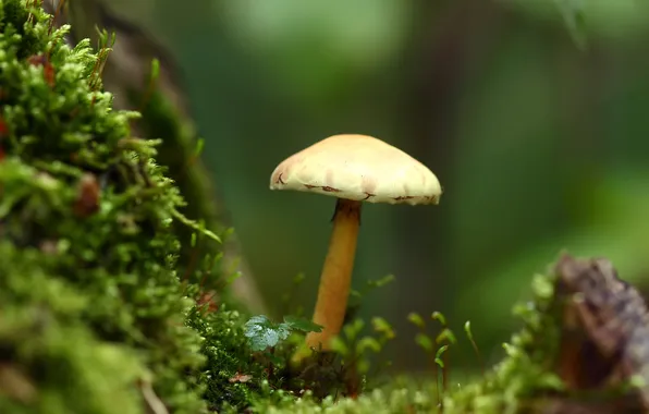 Picture forest, grass, mushrooms, moss, macro world
