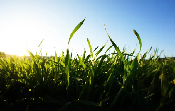 Summer, the sky, grass, the sun, light, nature, morning, nature