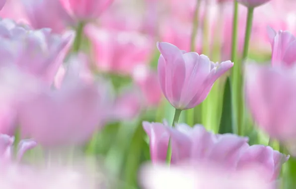 Picture macro, Tulip, Bud, tulips, bokeh