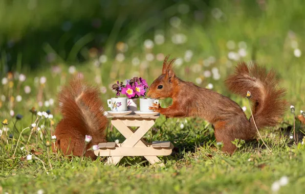 Summer, look, flowers, pose, tea, glade, spring, protein