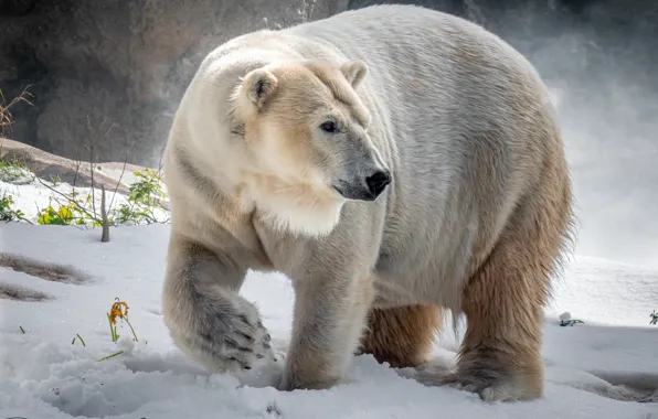 Winter, look, snow, pose, the snow, polar bear
