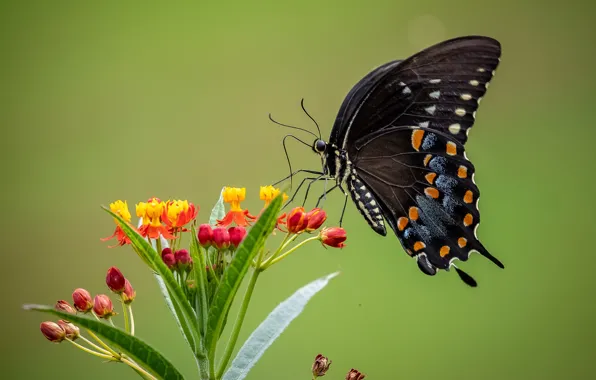 Macro, flowers, background, butterfly