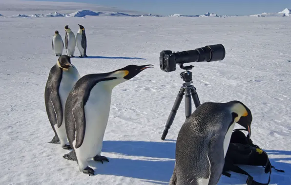 Camera, Antarctica, curiosity, Emperor penguin