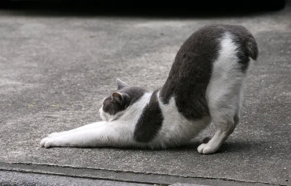 Cat, cat, asphalt, street, black and white, Kote, stretching, short tail