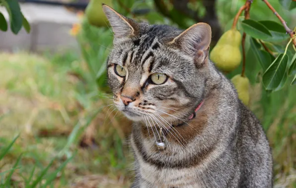Cat, summer, cat, look, face, leaves, grey, portrait