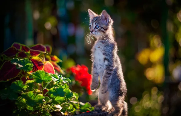 Picture flowers, kitty, stand, bokeh