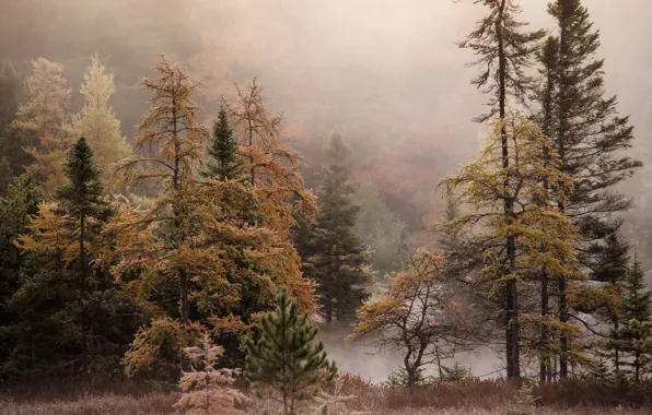 Autumn, forest, fog