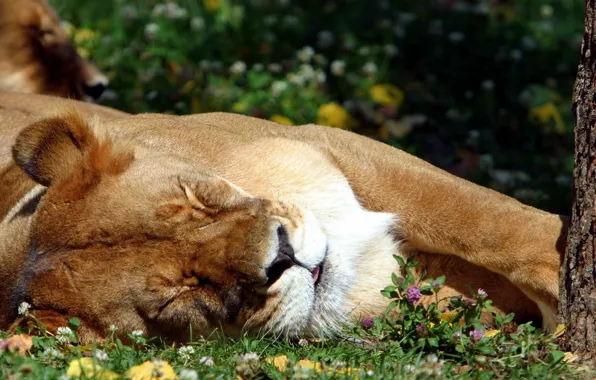 Picture language, grass, sleeping, Leo