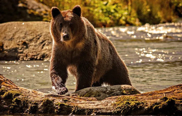 Picture water, nature, river, bear