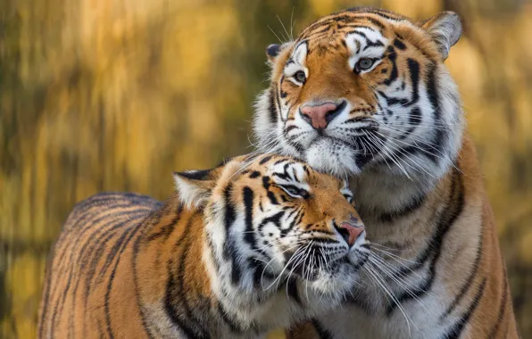 Look, face, nature, tiger, pose, portrait, pair, weasel