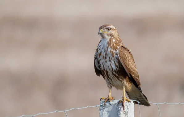 Picture birds, predator, Buzzard, Sarich