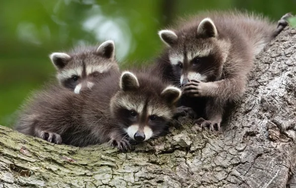 Picture Tree, Germany, Raccoons, Germany, Three, Kassel, Kassel, Cubs