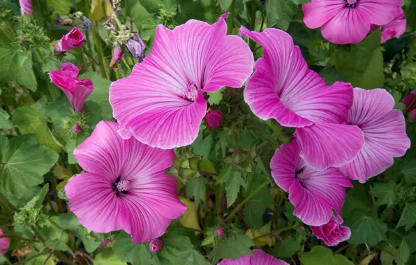 Flowers, Pink, Lavatera