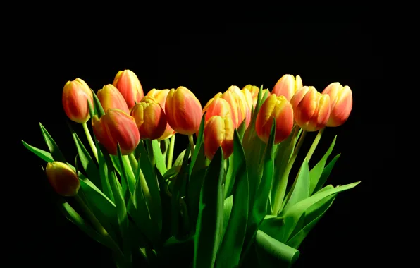 Light, background, tulips, Black, background, Tulips
