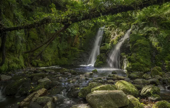 Forest, river, stones, tree, England, waterfall, moss, Devon