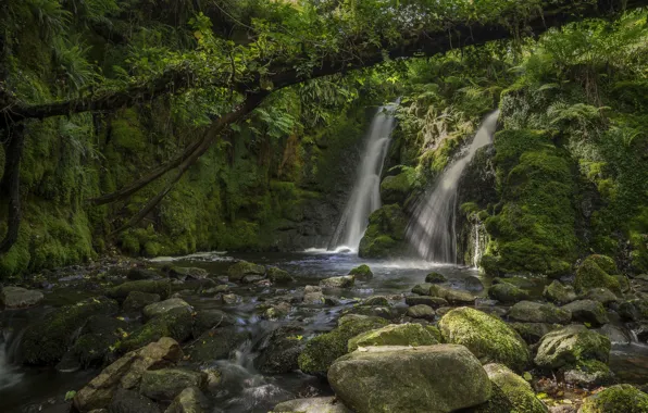 Picture forest, river, stones, tree, England, waterfall, moss, Devon