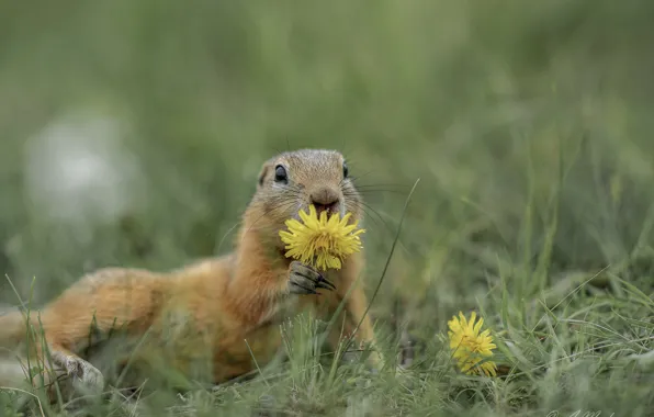 Picture flower, grass, nature, animal, dandelion, gopher, animal, rodent