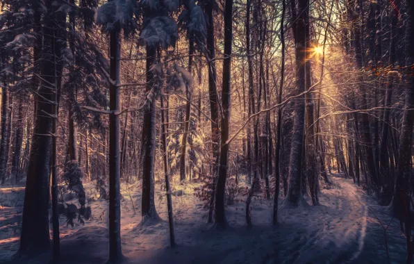 Picture winter, forest, snow, trees, hdr, the rays of the sun