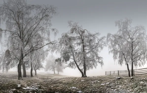 Winter, trees, fog