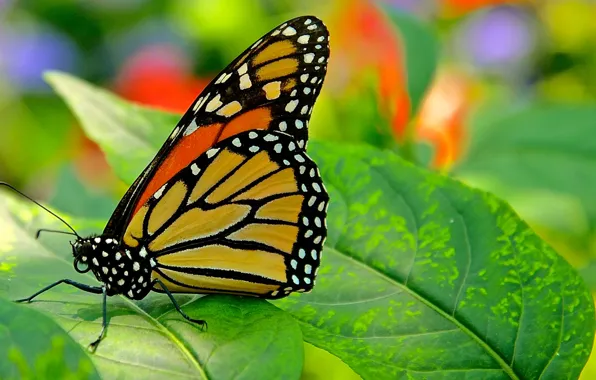Nature, sheet, butterfly, moth