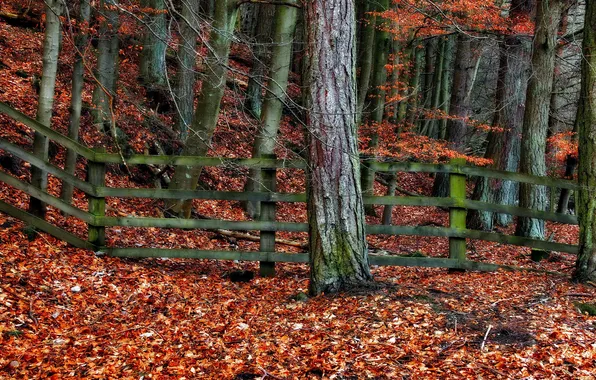 Picture autumn, leaves, trees, the fence