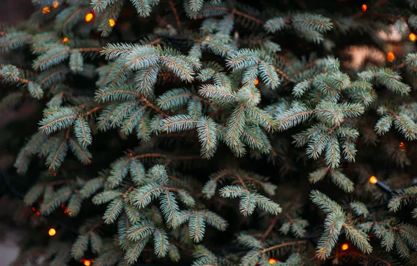 Needles, branches, tree, spruce, blue, fir tree
