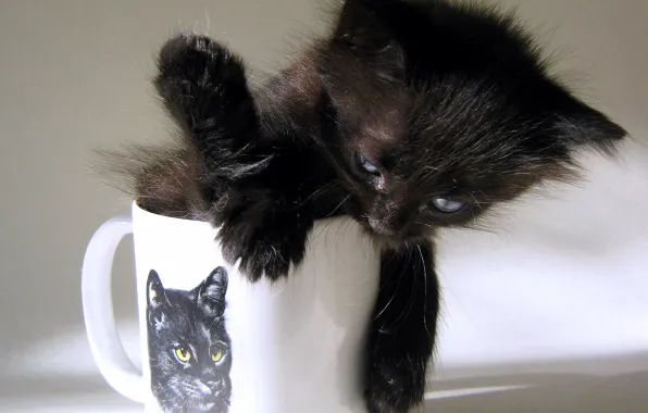 Picture black, figure, shadow, Cup, Kitty