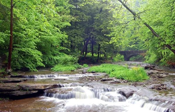 Bridge, River, Forest