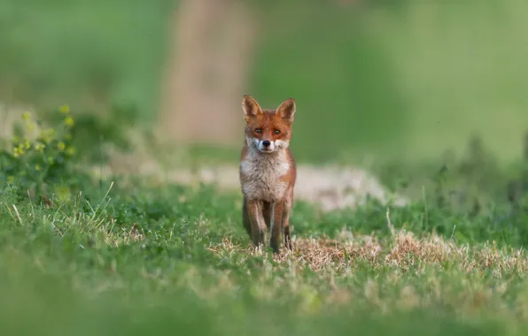 Picture summer, grass, look, glade, Fox