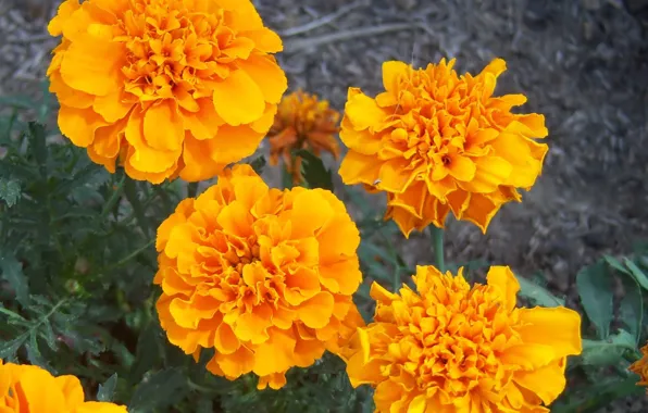 Flowers, orange, marigolds, Meduzanol ©