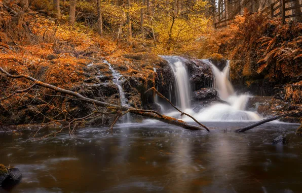 Autumn, forest, waterfall, river