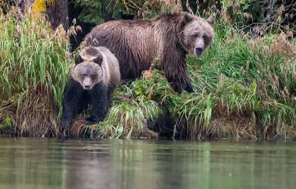 Grass, look, nature, shore, bear, bears, pair, bear