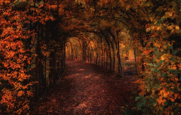 Autumn, light, trees, branches, Park, foliage, garden, track