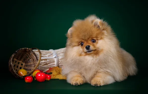 Picture sweetheart, puppy, Spitz