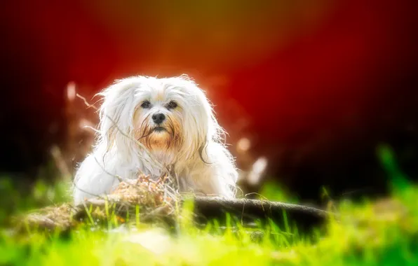 Look, each, dog