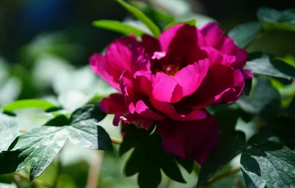 Flower, macro, pink, peony