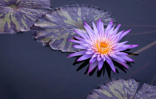 Picture leaves, water, water Lily