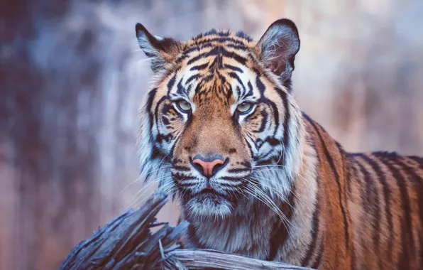 Wallpaper portrait, look, background, nature, stump, face, tiger, eyes ...