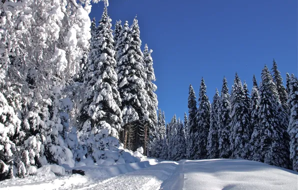 Winter, road, snow, trees, landscape