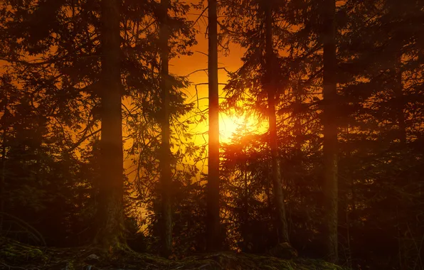 Forest, trees, sunset, glow