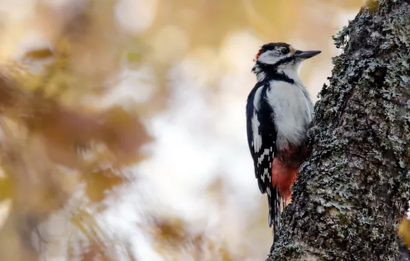 Picture nature, bird, woodpecker