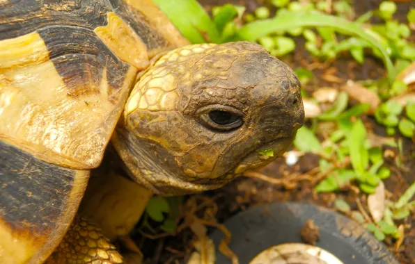 Grass, nature, green, turtle
