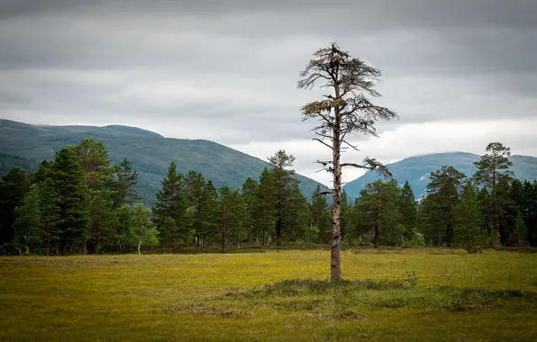 Trees, landscape, mountains