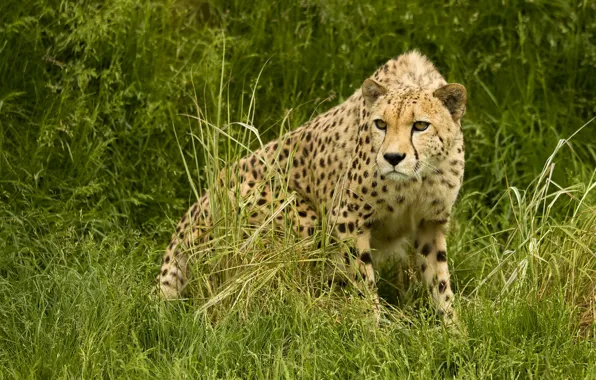 Picture predator, Cheetah, Savannah, hunting