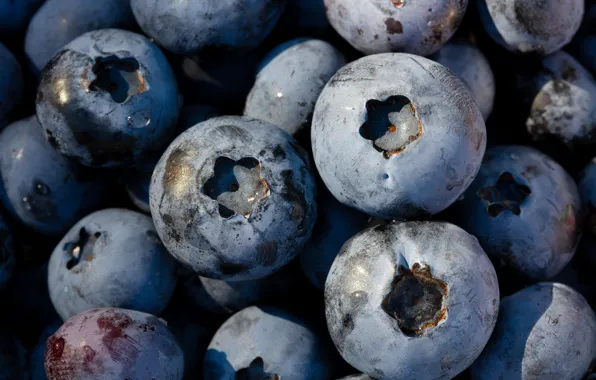 Berries, food, large, blueberries