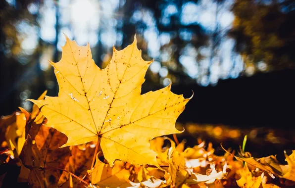 Autumn, leaves, macro, yellow, nature, sheet, dry, maple