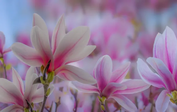 Flowers, collage, flowering, Magnolia